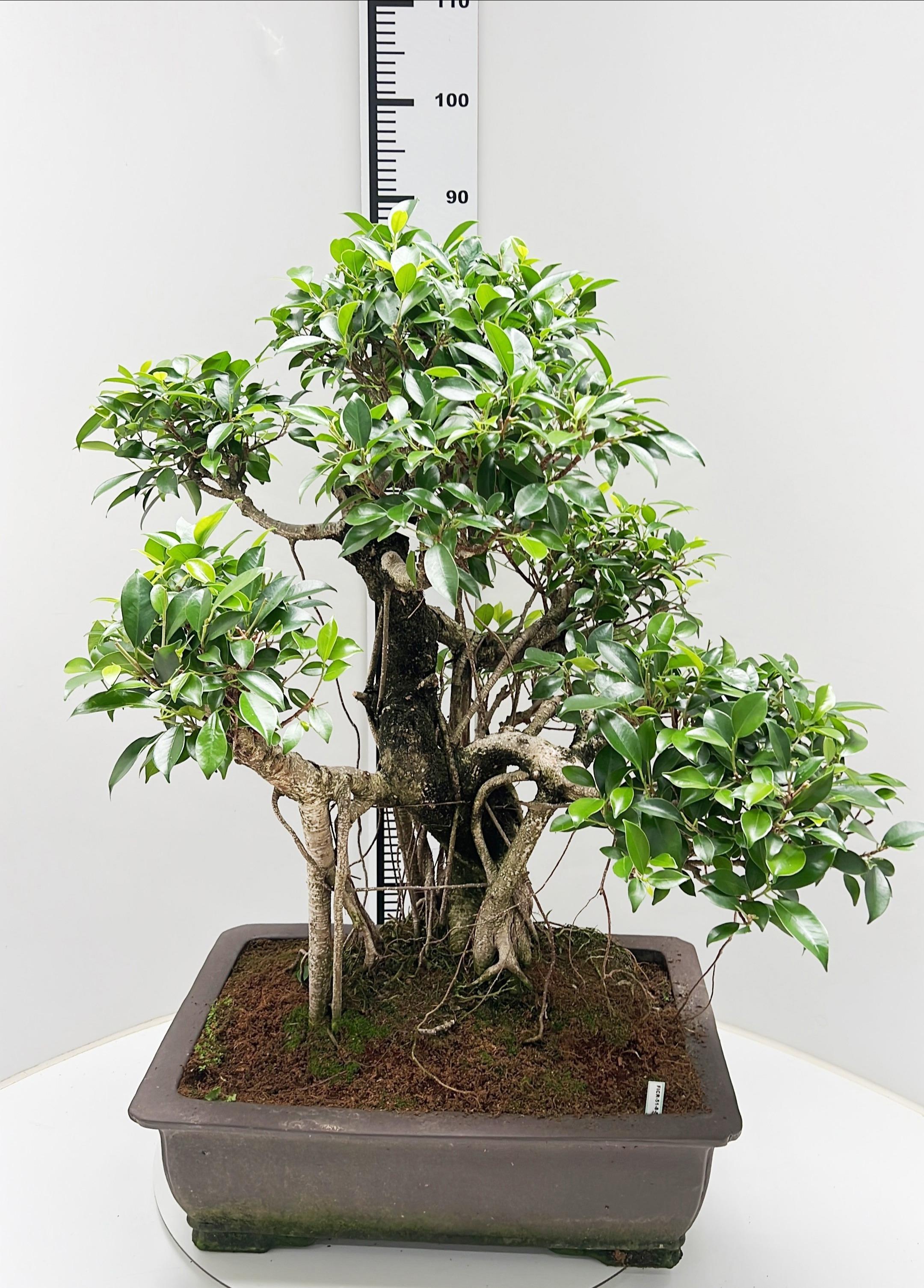 Горшечные цветы и растения оптом Ficus Retusa, Pot 51cm. Height 80cm.( Single Item) от 1шт из Голландии с доставкой по России