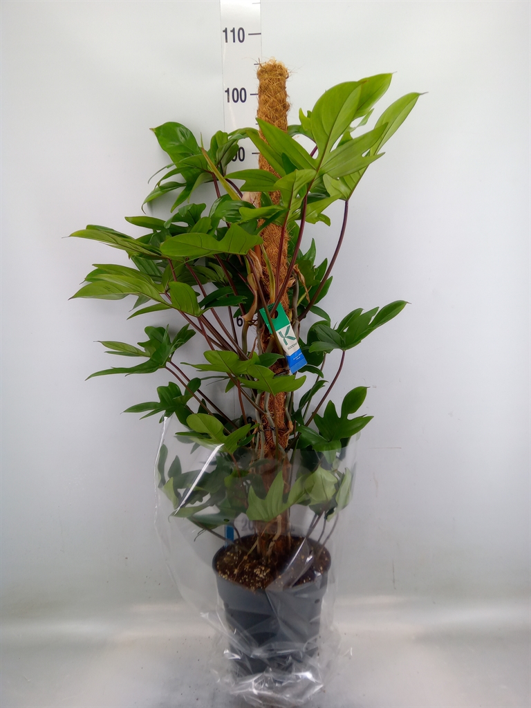 Горшечные цветы и растения оптом Philodendron Pedatum от 1шт из Голландии с доставкой по России