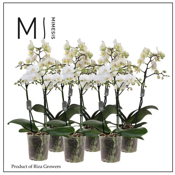 Горшечные цветы и растения оптом Phal 2st Multi White 22+ (orchid Growers) от 10шт из Голландии с доставкой по России