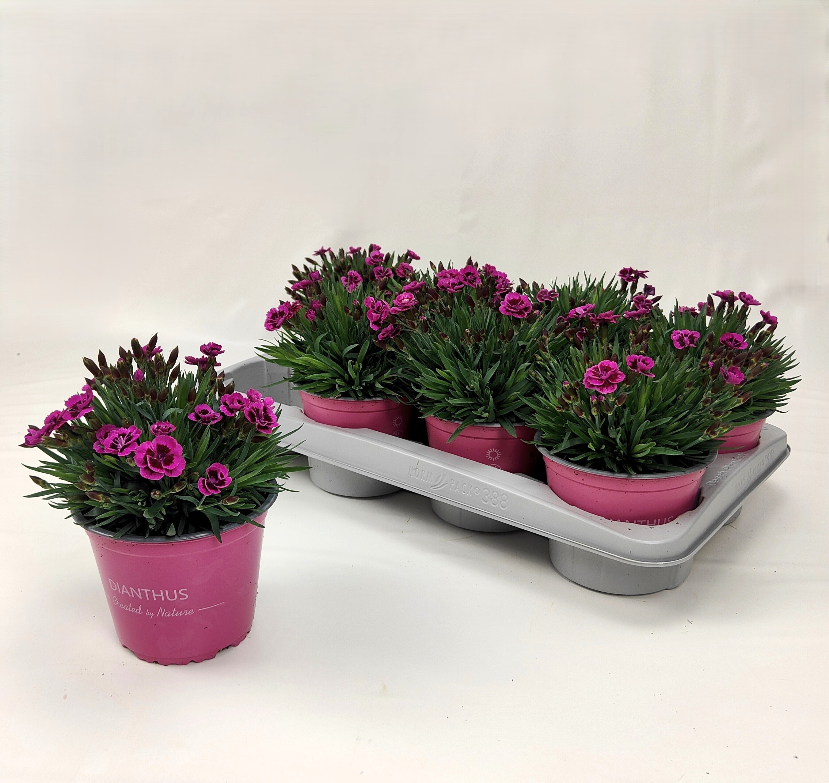 Горшечные цветы и растения оптом Dian Picture Perfect от 8шт из Голландии с доставкой по России