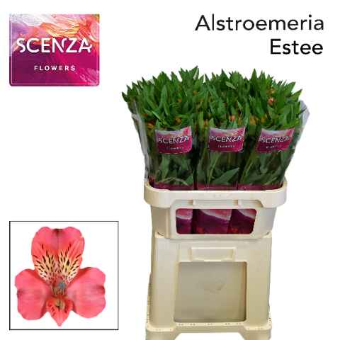 Срезанные цветы оптом Alstroemeria estee от 60шт из Голландии с доставкой по России