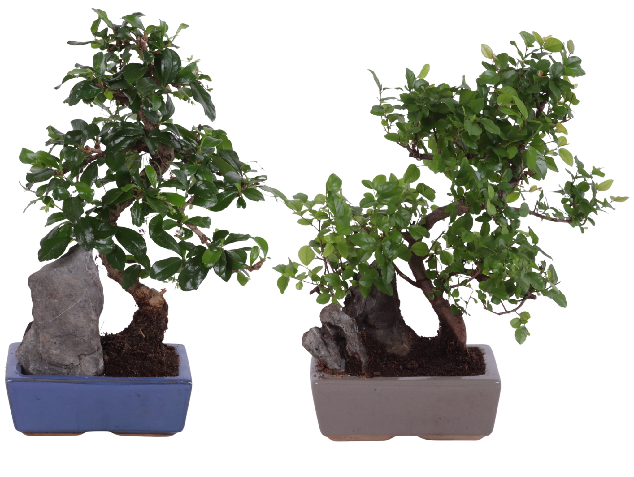 Горшечные цветы и растения оптом Bonsai S-shape Mix With Rock In Ceramic от 5шт из Голландии с доставкой по России