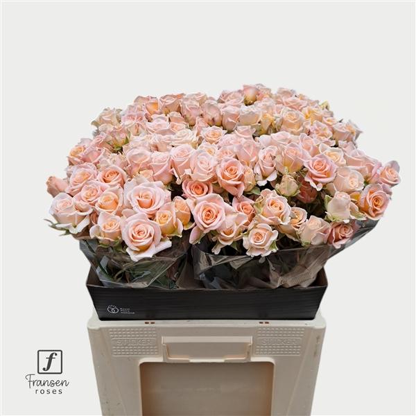 Срезанные цветы оптом Rosa spray morning star от 40шт. из Голландии с доставкой по России