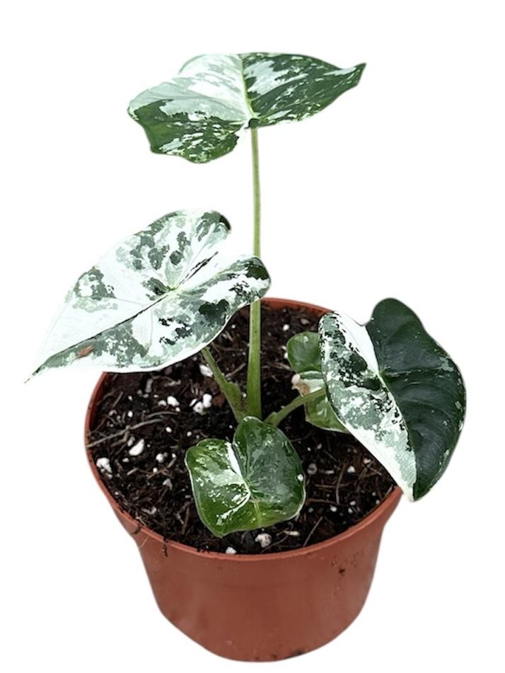 Горшечные цветы и растения оптом Alocasia Micholitziana Frydek Variegata от 1шт (для телеги) из Голландии с доставкой по России