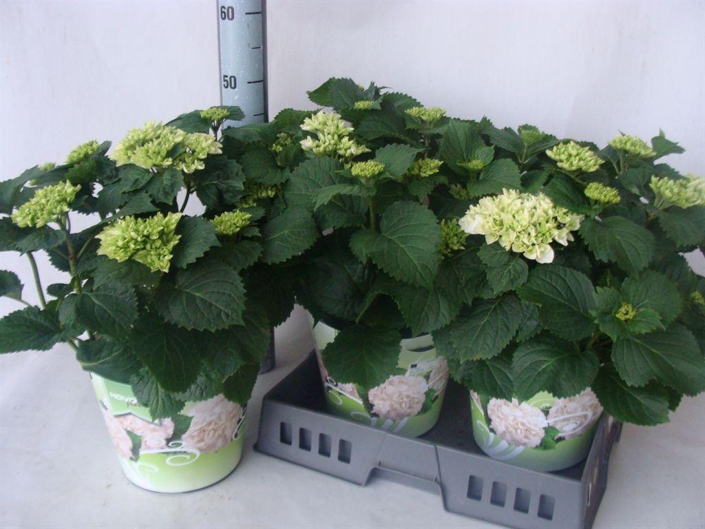 Горшечные цветы и растения оптом Hydrangea Mac.   ... от 3шт из Голландии с доставкой по России