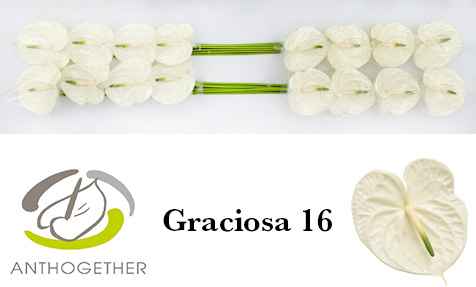 Срезанные цветы оптом Anthurium graciosa 224 от 16шт из Голландии с доставкой по России