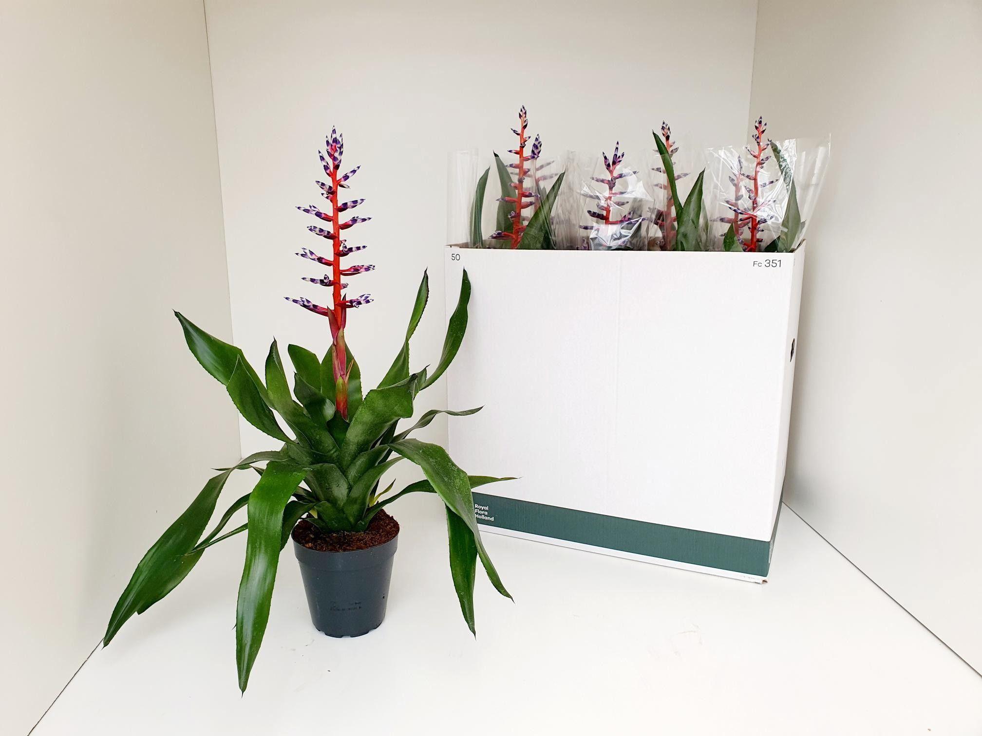 Горшечные цветы и растения оптом Aech Blue Rain от 8шт из Голландии с доставкой по России