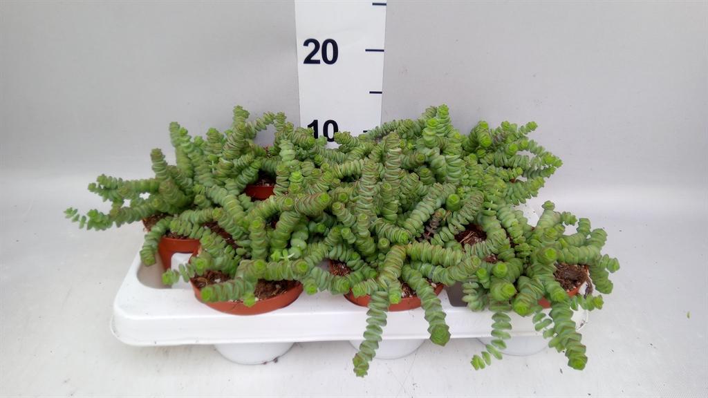 Горшечные цветы и растения оптом Crassula Marnieriana от 9шт из Голландии с доставкой по России
