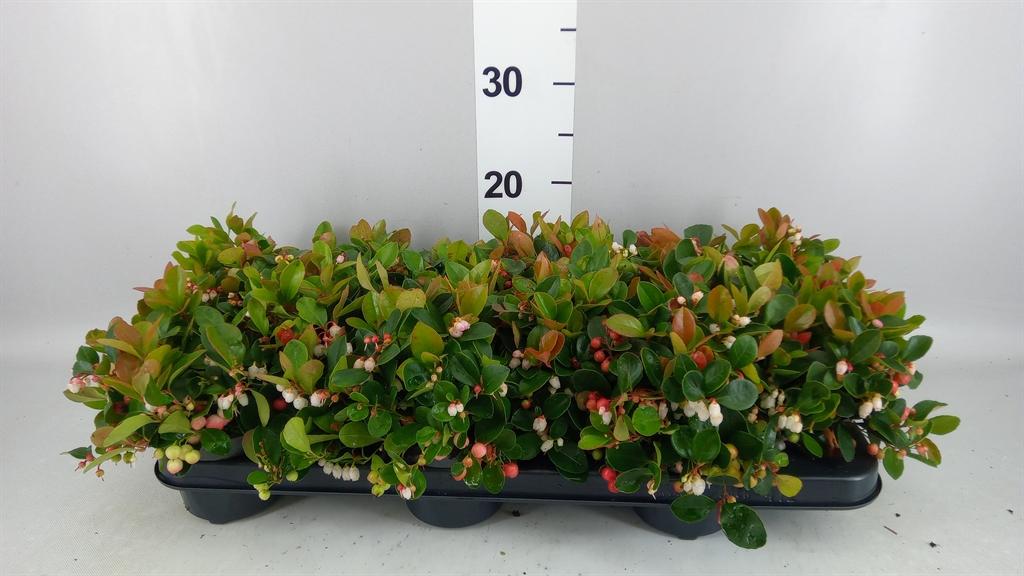 Горшечные цветы и растения оптом Gaultheria Proc. от 12шт из Голландии с доставкой по России