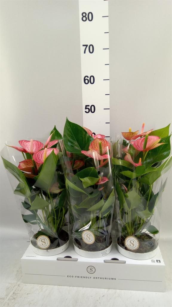 Горшечные цветы и растения оптом Anthurium Andr. livium Brillante от 6шт из Голландии с доставкой по России