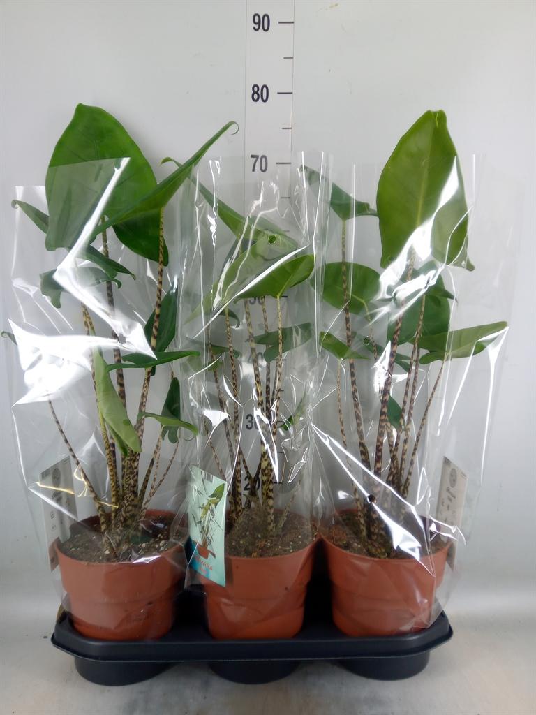 Горшечные цветы и растения оптом Alocasia Zebrina от 3шт (для телеги) из Голландии с доставкой по России