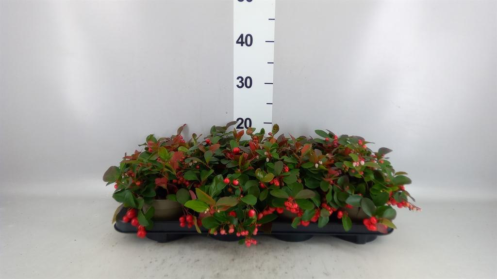 Горшечные цветы и растения оптом Gaultheria Proc. big Berry A от 8шт из Голландии с доставкой по России
