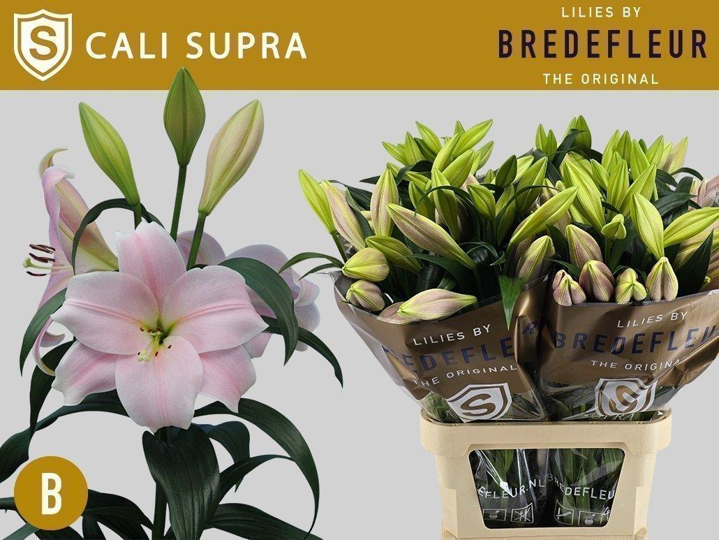 Срезанные цветы оптом Lilium lo cali от 60шт. из Голландии с доставкой по России