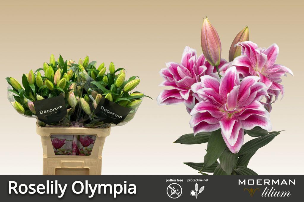 Срезанные цветы оптом Lilium or dbl roselily olympia от 30шт из Голландии с доставкой по России