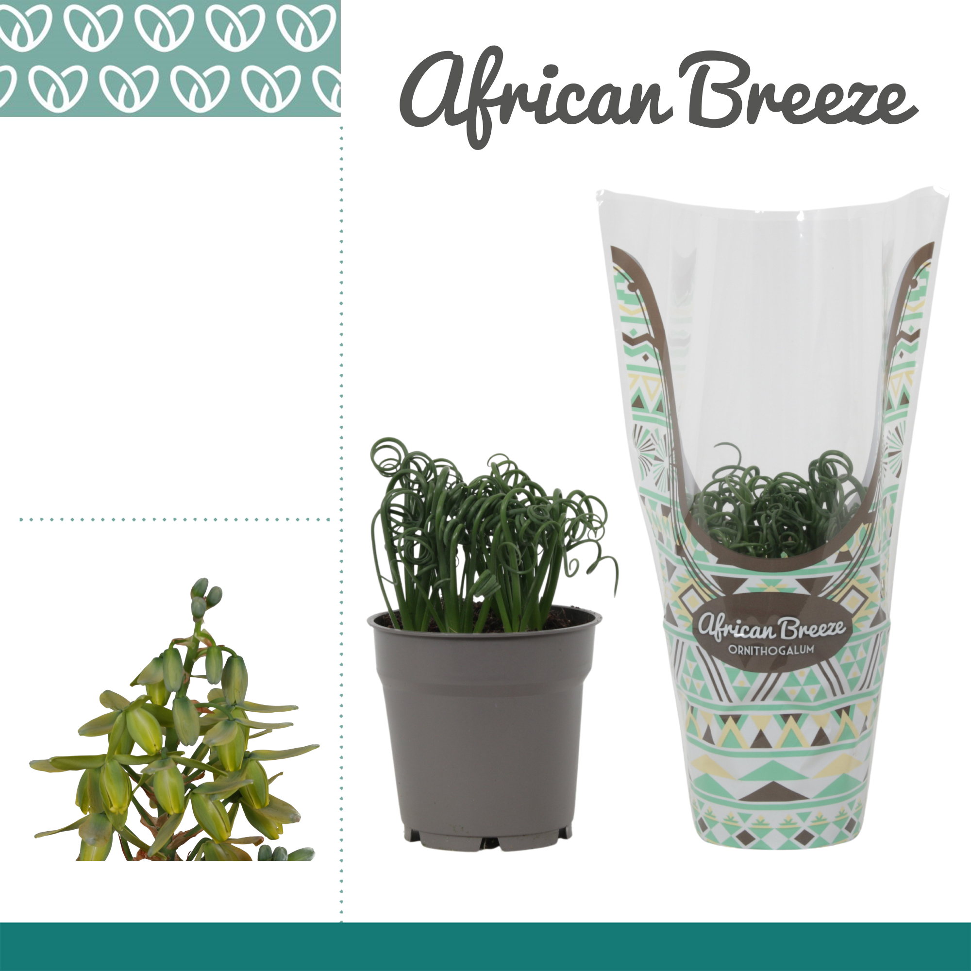 Горшечные цветы и растения оптом Albuca Spiralis Frizzle Sizzle In Sleeve от 6шт из Голландии с доставкой по России