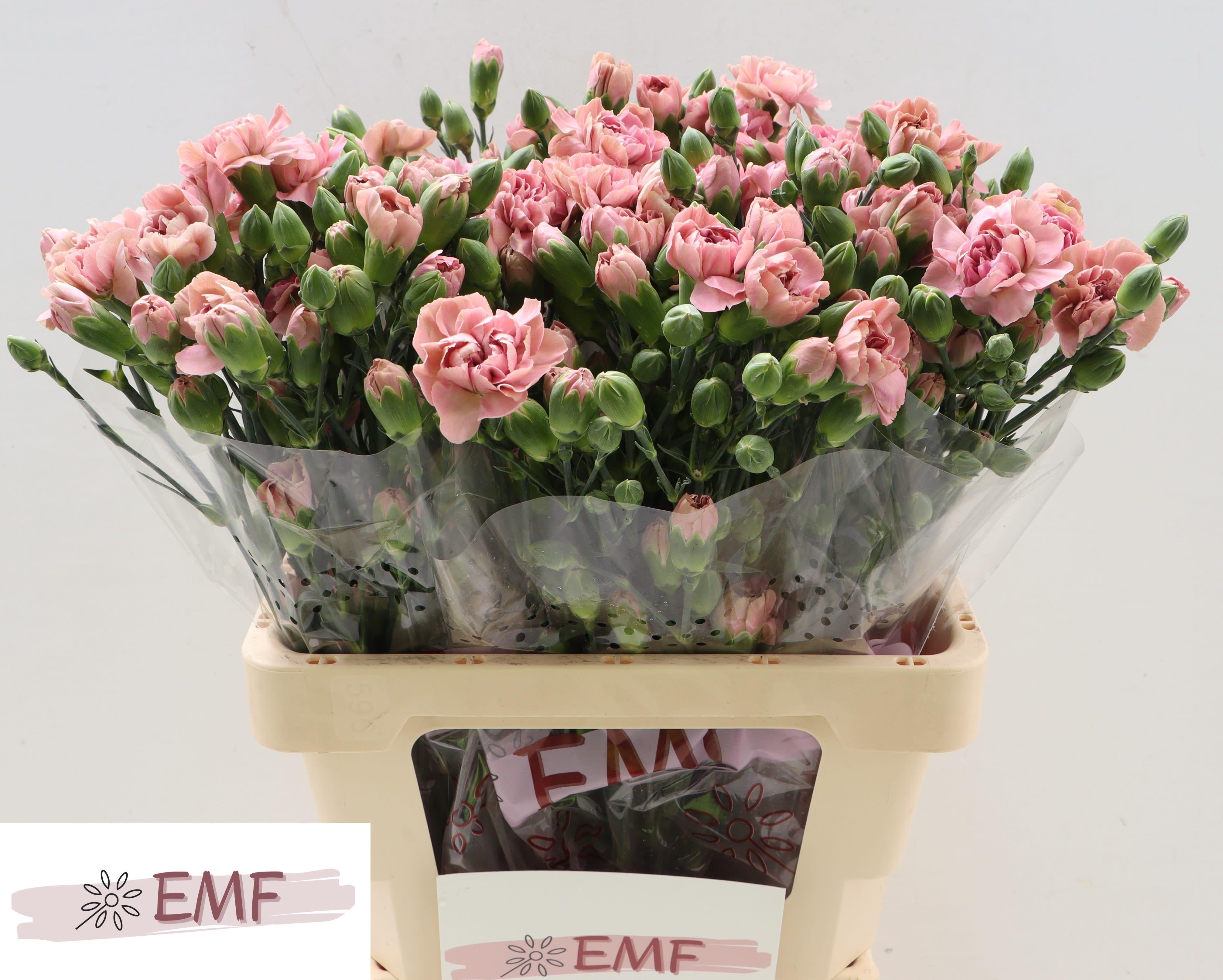 Срезанные цветы оптом Dianthus sp miss bella от 60шт из Голландии с доставкой по России