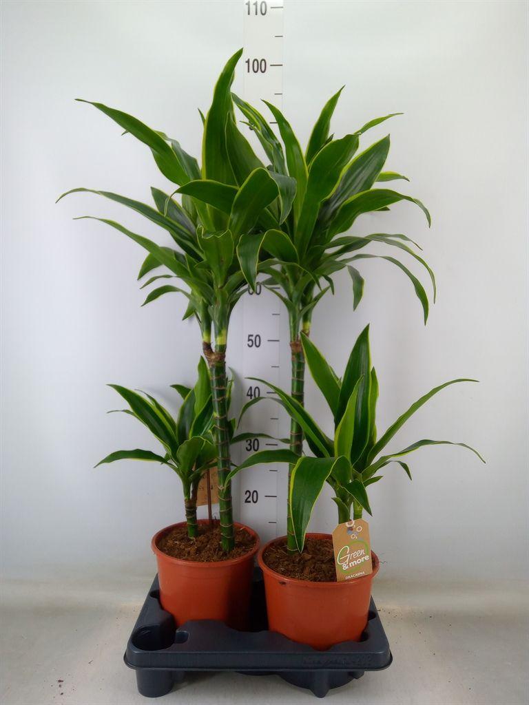 Горшечные цветы и растения оптом Dracaena Frag.   ... от 2шт из Голландии с доставкой по России