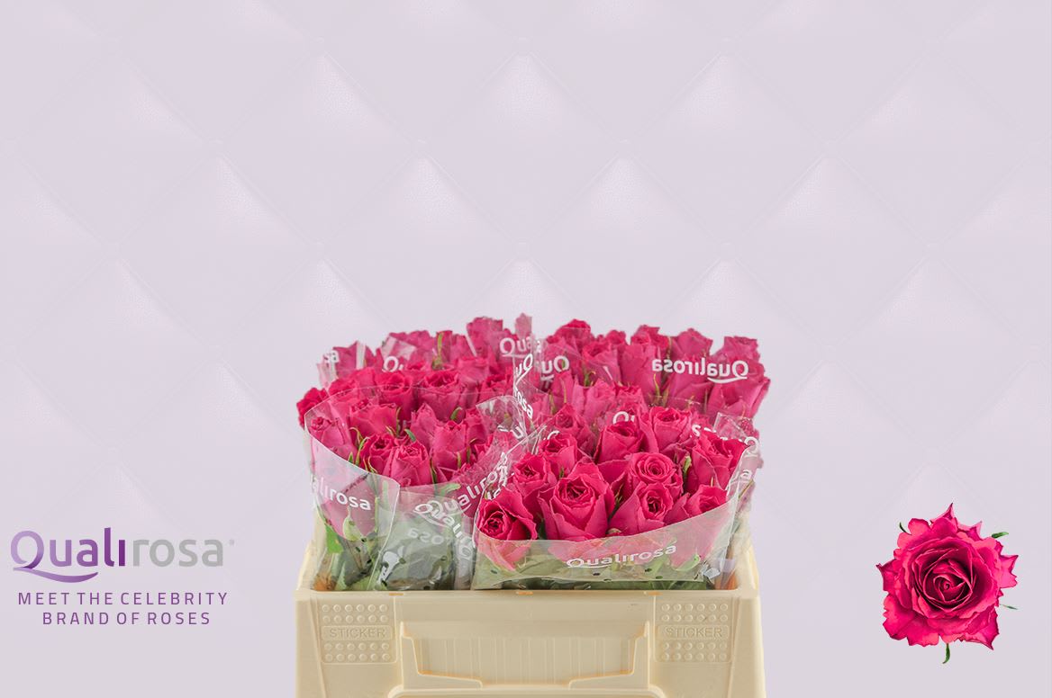 Срезанные цветы оптом Rosa large madam cerise от 60шт из Голландии с доставкой по России