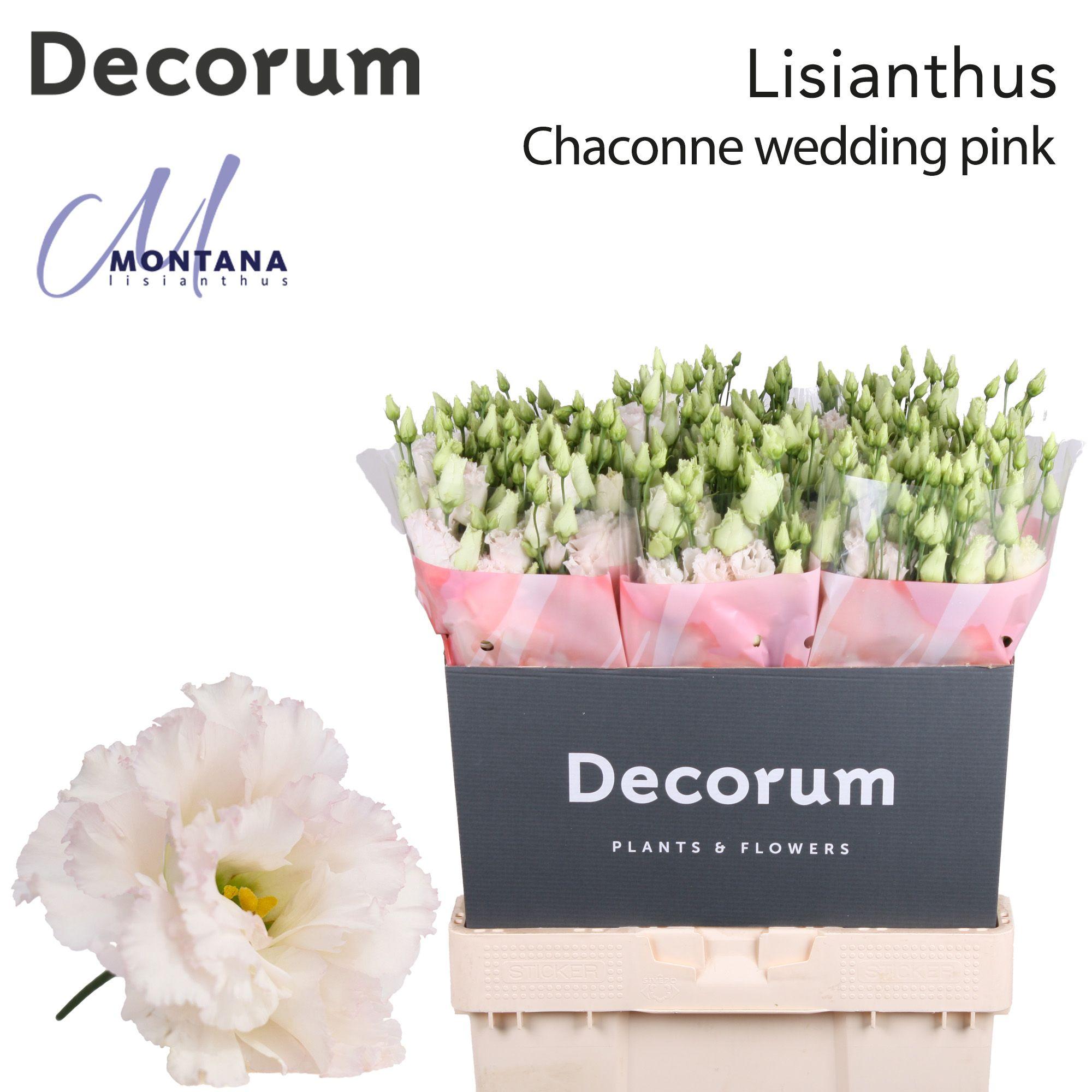 Срезанные цветы оптом Lisianthus do chaconne wedding pink от 60шт из Голландии с доставкой по России