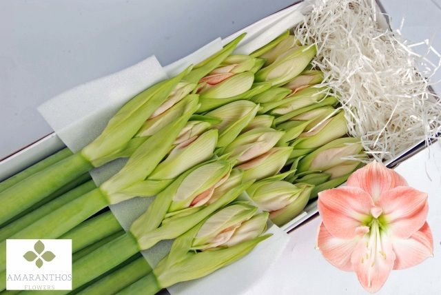 Срезанные цветы оптом Hippeastrum darling от 12шт из Голландии с доставкой по России