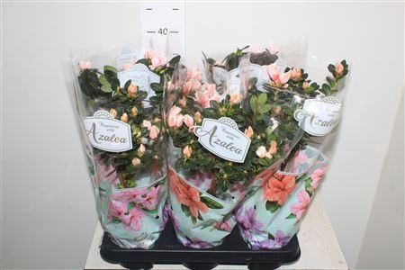 Горшечные цветы и растения оптом Rhodo Si Gem Stam * Spring Deal * от 6шт из Голландии с доставкой по России