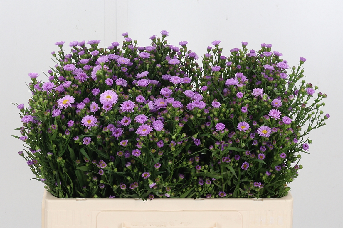 Срезанные цветы оптом Aster painted lady от 150шт из Голландии с доставкой по России