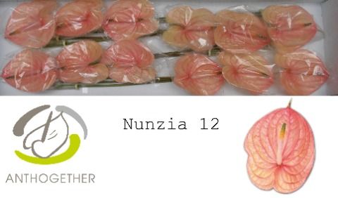 Срезанные цветы оптом Anthurium nunzia от 12шт из Голландии с доставкой по России