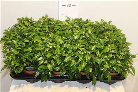 Горшечные цветы и растения оптом Fic Be Green Kinky от 8шт из Голландии с доставкой по России