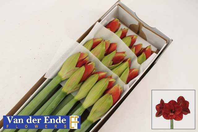 Срезанные цветы оптом Hippeastrum ferrari от 15шт из Голландии с доставкой по России