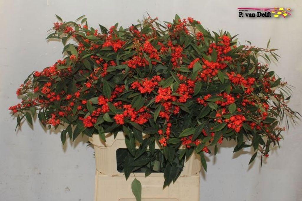 Срезанные цветы оптом Euphorbia sp red surprise от 60шт из Голландии с доставкой по России