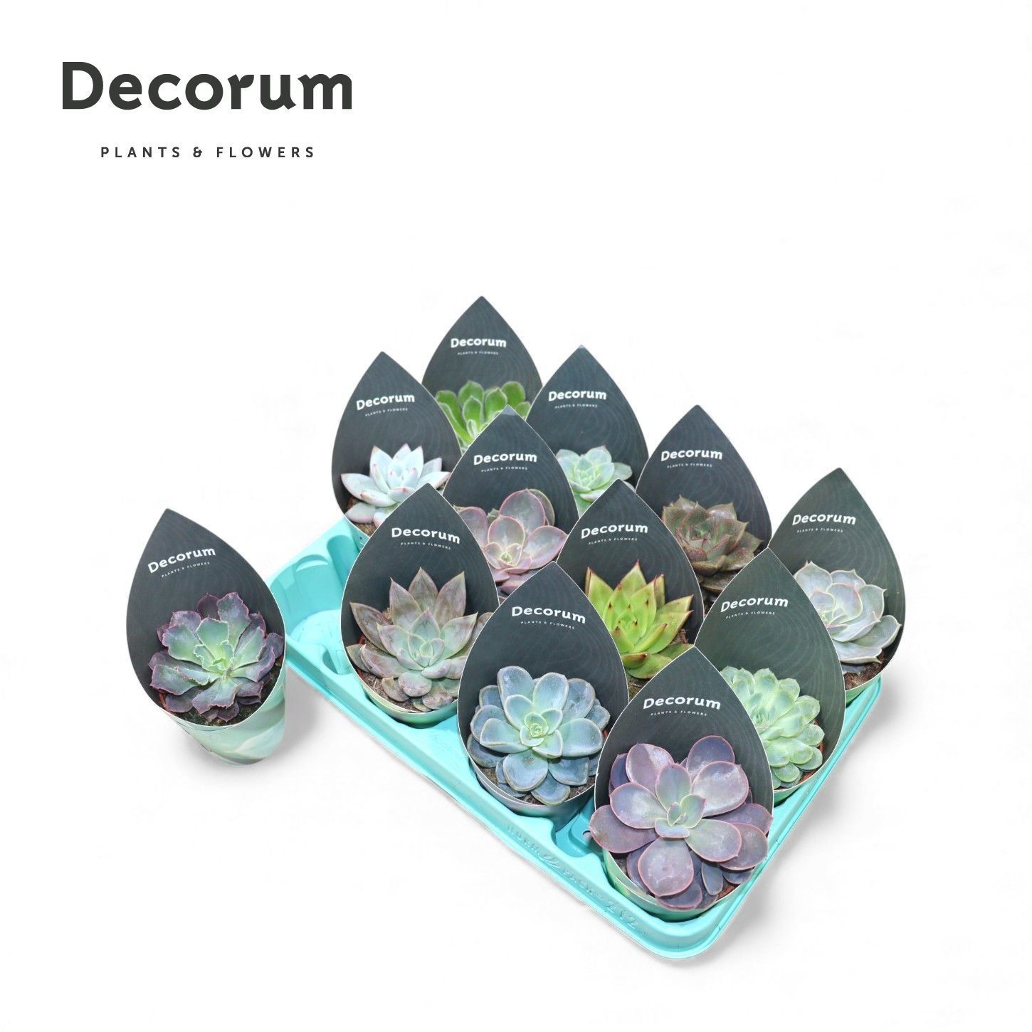 Горшечные цветы и растения оптом Echev Gem от 12шт (для телеги) из Голландии с доставкой по России