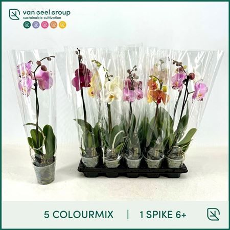 Горшечные цветы и растения оптом Phal 1st Mix 6+ (van Geel) от 10шт из Голландии с доставкой по России
