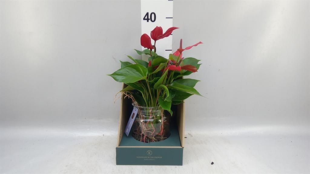 Горшечные цветы и растения оптом Anthurium banderola Lava A от 1шт из Голландии с доставкой по России