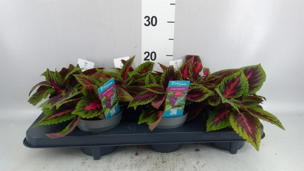 Горшечные цветы и растения оптом Plectranthus Col. mst Ruby Road от 6шт из Голландии с доставкой по России