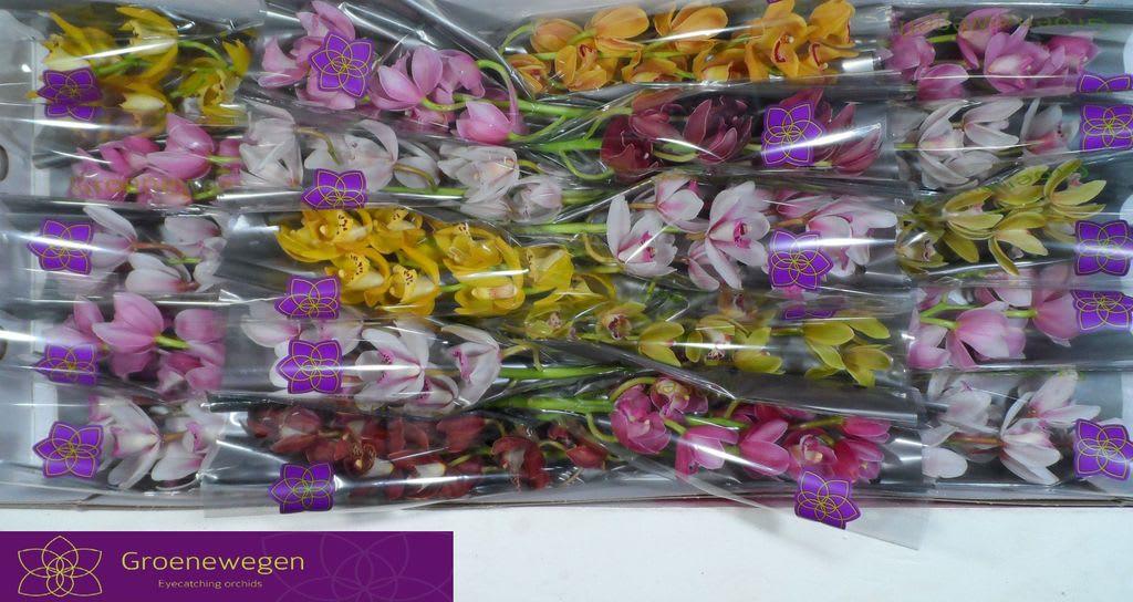 Срезанные цветы оптом Minicymbidium mix от 20шт... из Голландии с доставкой по России