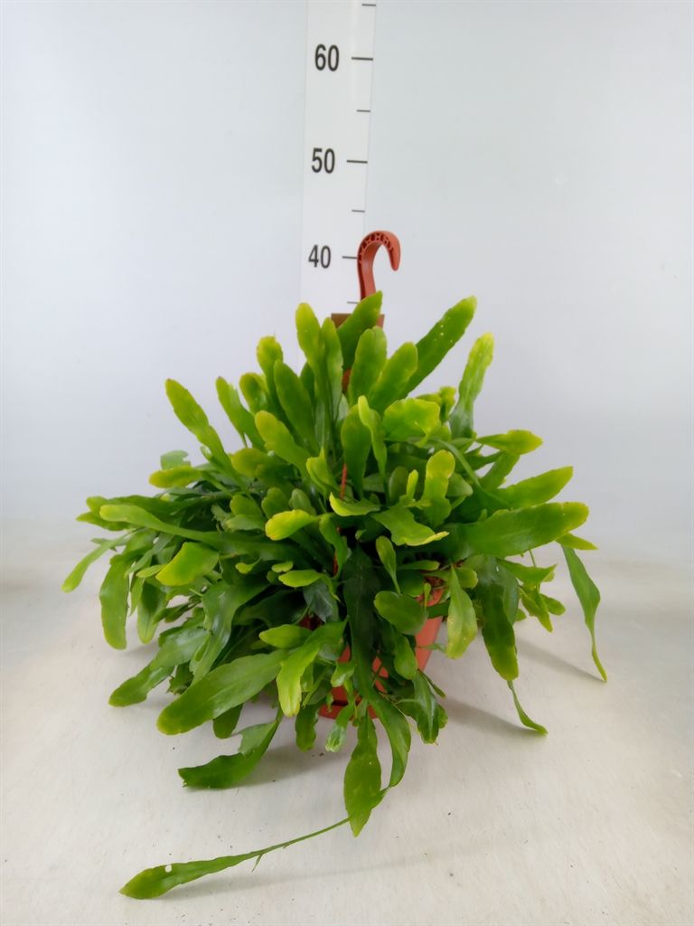 Горшечные цветы и растения оптом Epiphyllum   ... от 1шт из Голландии с доставкой по России