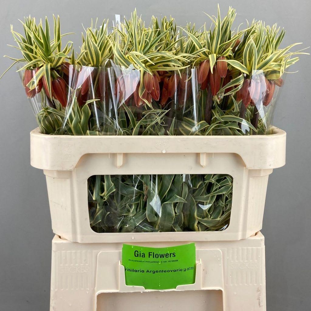 Срезанные цветы оптом Fritillaria imperialis variegatum от 30шт из Голландии с доставкой по России