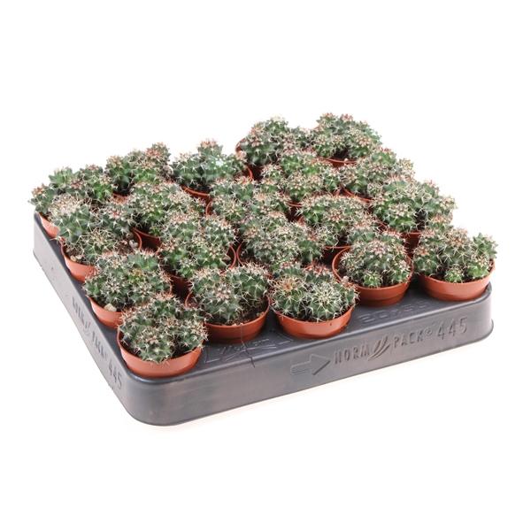 Горшечные цветы и растения оптом Mammillaria Hildagensis от 20шт (для телеги) из Голландии с доставкой по России