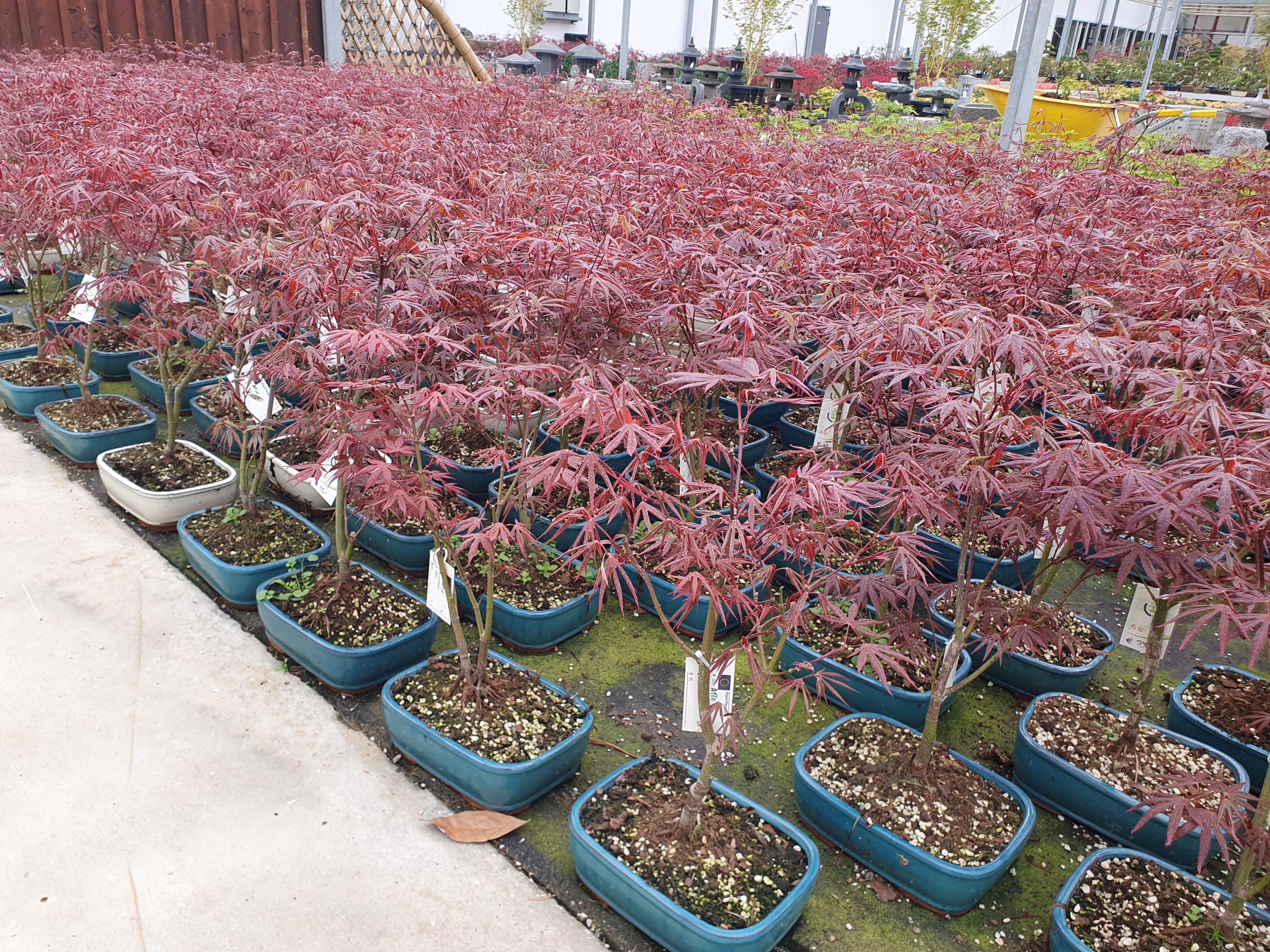 Горшечные цветы и растения оптом Acer Palmatum Atropurpureum, Pot 21cm. от 4шт из Голландии с доставкой по России