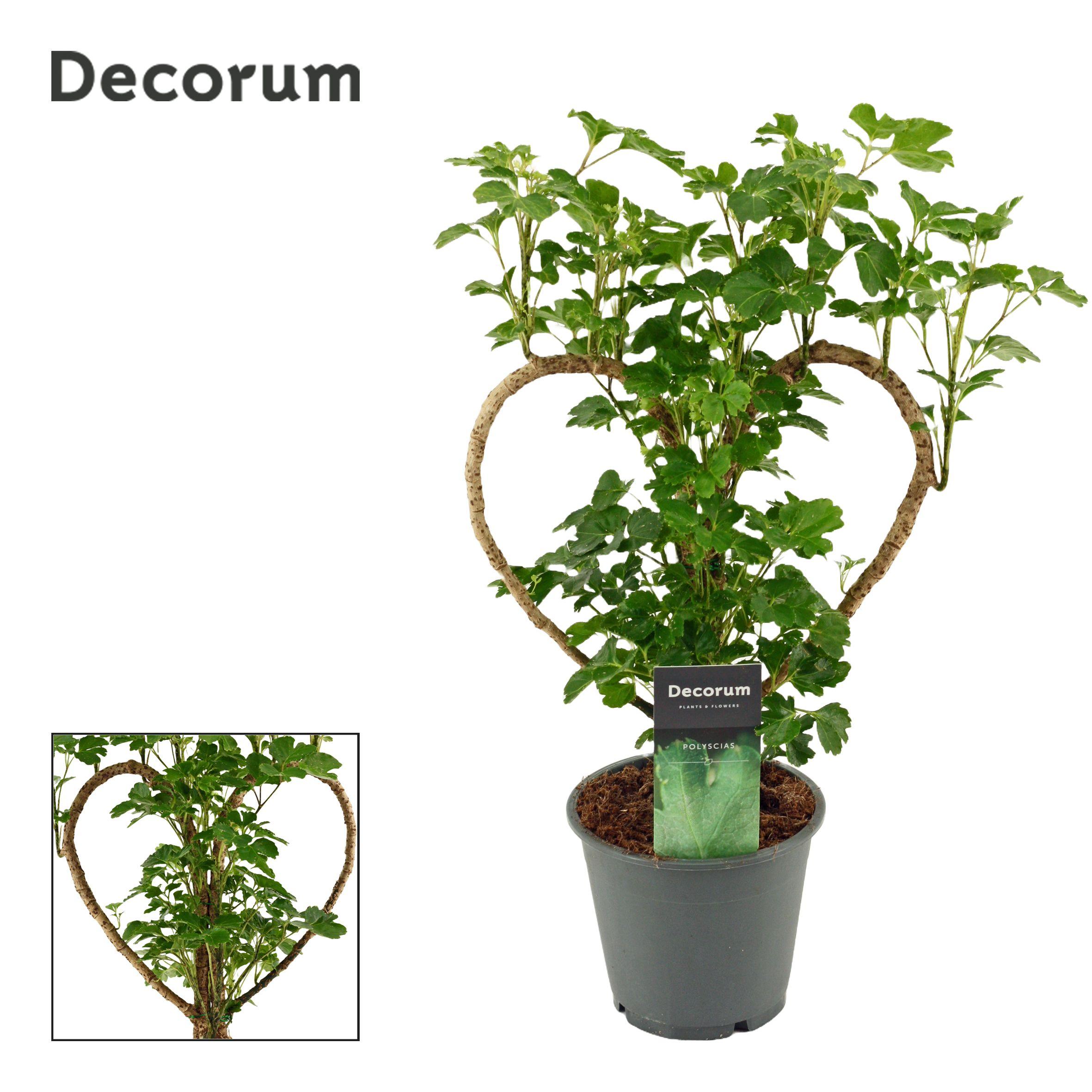 Горшечные цветы и растения оптом Polyscias Heart (decorum) от 10шт из Голландии с доставкой по России