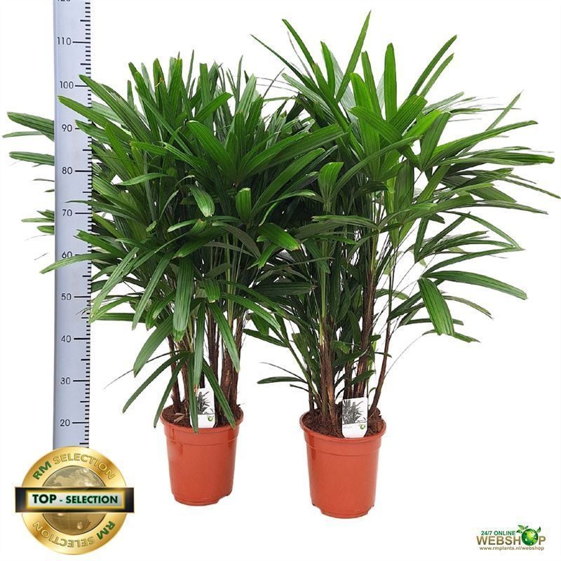 Горшечные цветы и растения оптом Rhapis Excelsa от 1шт из Голландии с доставкой по России