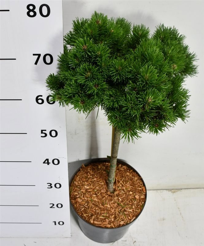 Горшечные цветы и растения оптом Pinus Uncinata от 1шт из Голландии с доставкой по России