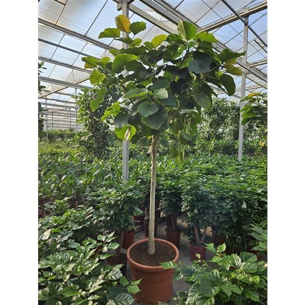 Горшечные цветы и растения оптом Ficus Umbellata On Stem от 1шт из Голландии с доставкой по России