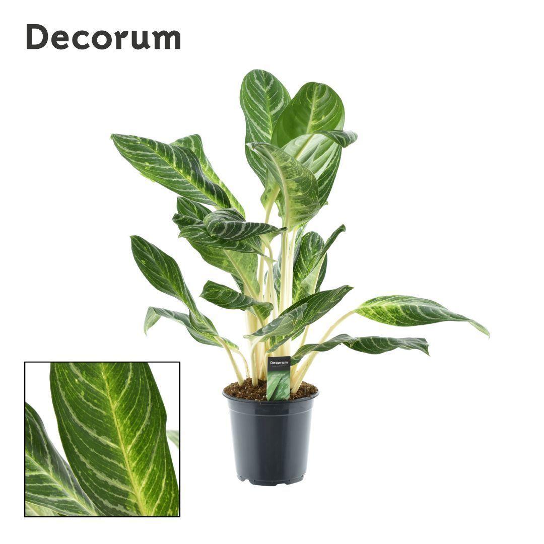 Горшечные цветы и растения оптом Aglaonema Keylime от 3шт из Голландии с доставкой по России