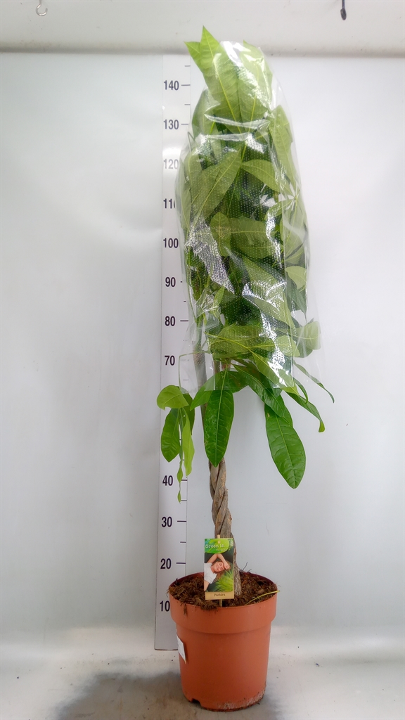 Горшечные цветы и растения оптом Pachira Aquatiqa Twisted Stem от 1шт из Голландии с доставкой по России