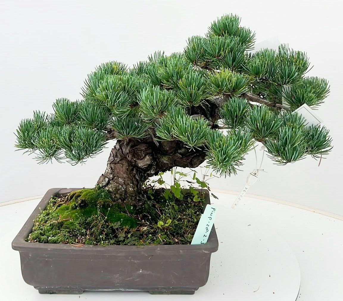 Горшечные цветы и растения оптом Pinus Parviflora, 24cm, Height 40cm. (single Item) от 1шт из Голландии с доставкой по России