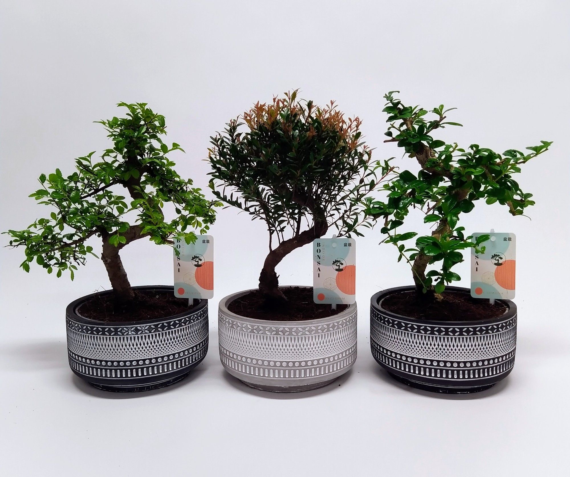 Горшечные цветы и растения оптом Bonsai Mix Tribal от 5шт из Голландии с доставкой по России