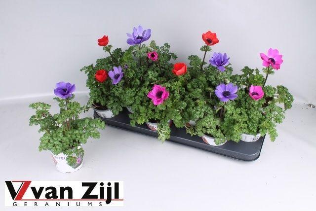 Горшечные цветы и растения оптом Anem Co Harm Gem от 12шт из Голландии с доставкой по России