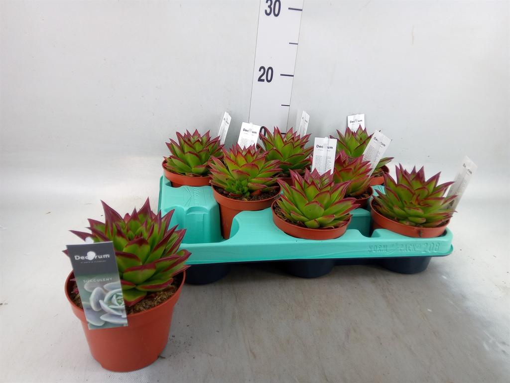 Горшечные цветы и растения оптом Echeveria   ... от 8шт из Голландии с доставкой по России