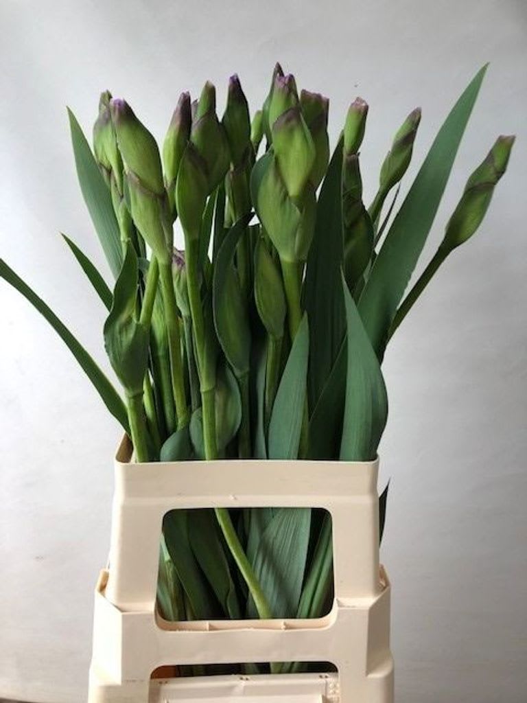 Срезанные цветы оптом Iris germanica blue от 30шт из Голландии с доставкой по России